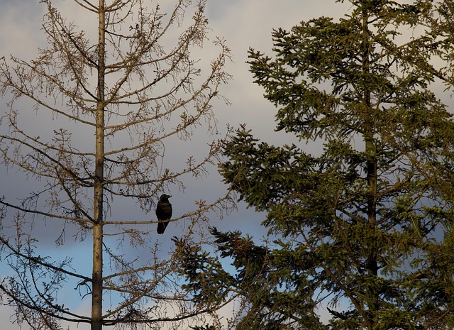 Free Raven Crow photo and picture