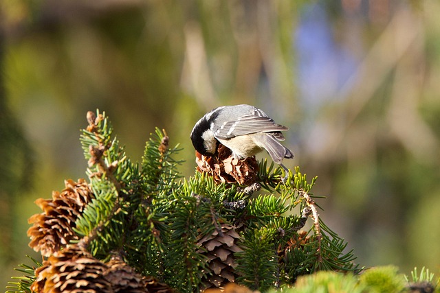 Free Bird Forest photo and picture