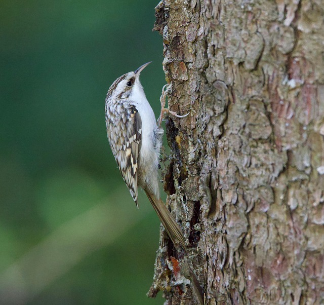Free Treecreeper Bird photo and picture