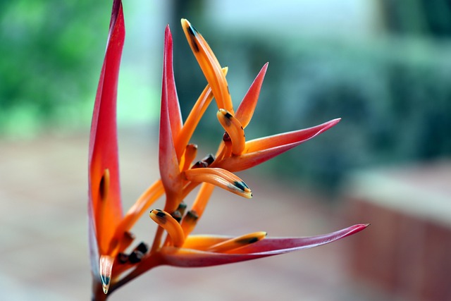 Heliconia, Kvetina, Závod
