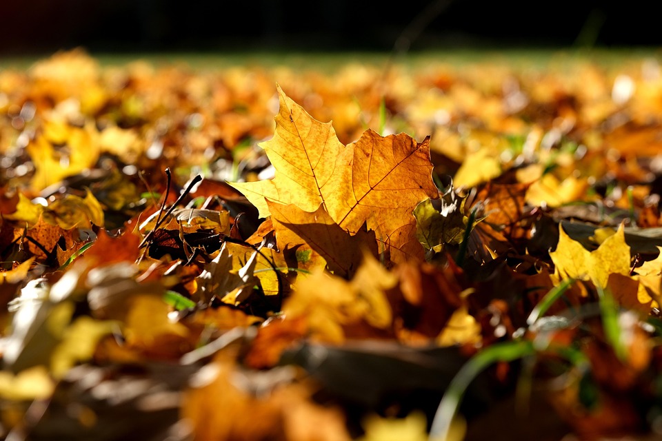 Leaves Fall Autumn - Free photo on Pixabay