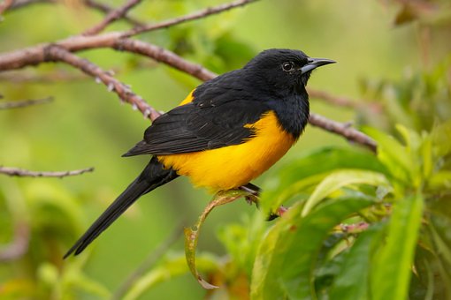 Free Black-Vented Oriole photo and picture
