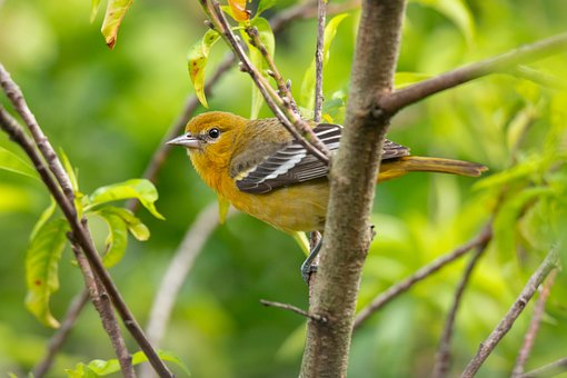 Free Oriole Bird photo and picture