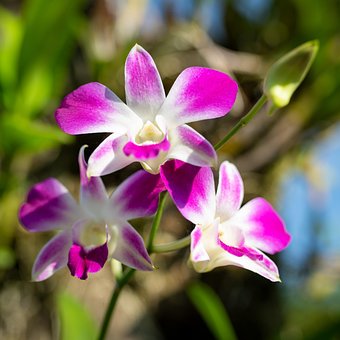 Free Orchid Autumn photo and picture