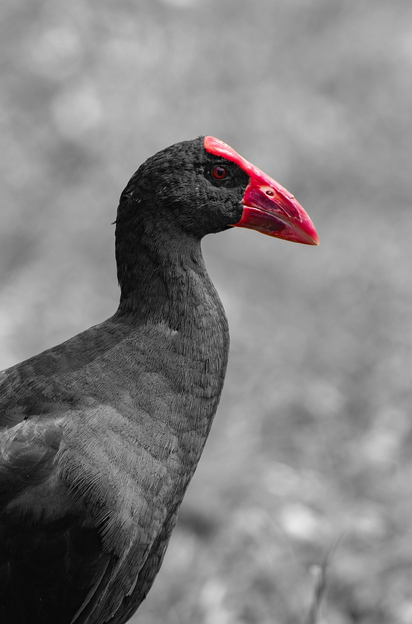 300,000+ Free Black Colour & Colour Images - Pixabay