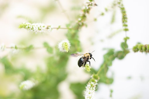Bi, Insekt, Natur, Blomster, Mynte