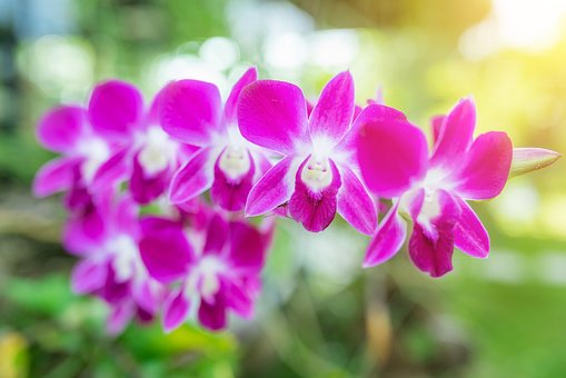 Free Orchid Sunlight photo and picture