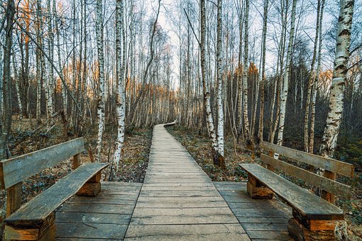 Free Autumn Path photo and picture