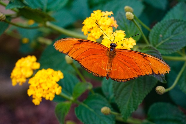 Free Butterfly Insect photo and picture