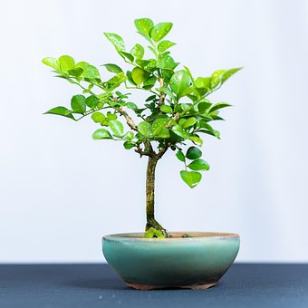 Free Bonsai Trees photo and picture