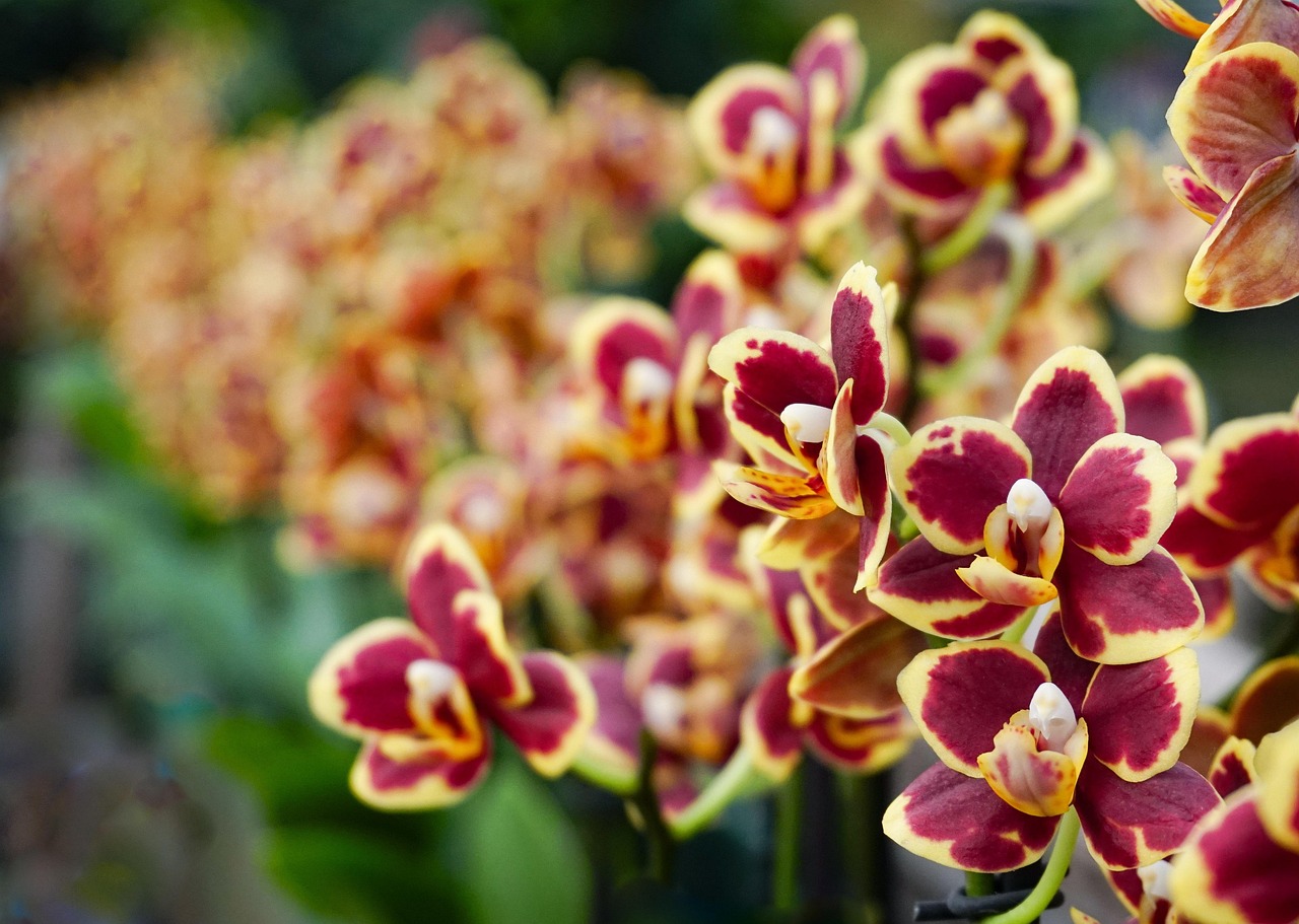 Flowers Park Orchid Free photo on Pixabay Pixabay