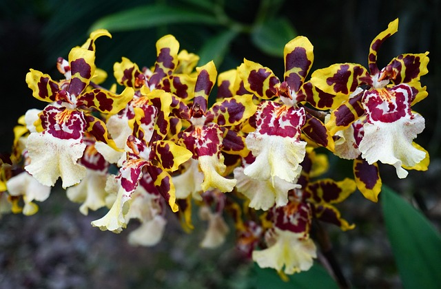 Free Orchid Blossoms photo and picture