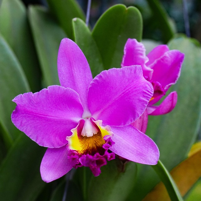 Free Flower Orchid photo and picture