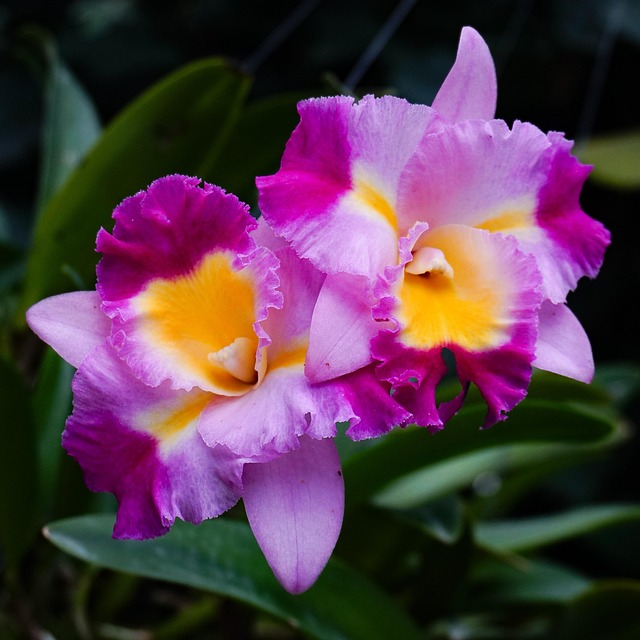 Free Orchid Blossom photo and picture