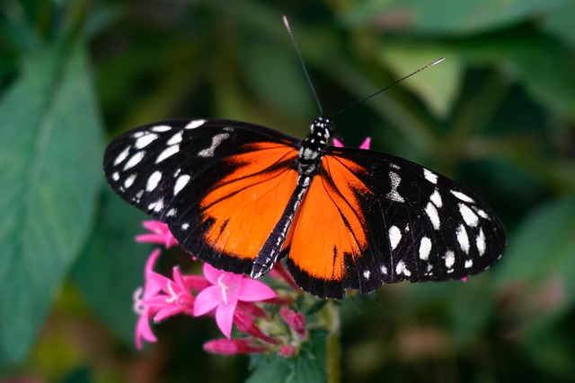 Free Butterfly Insect photo and picture