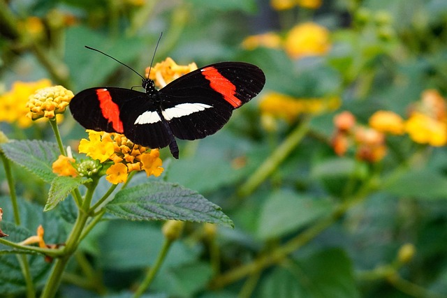 Free Butterfly Insect photo and picture