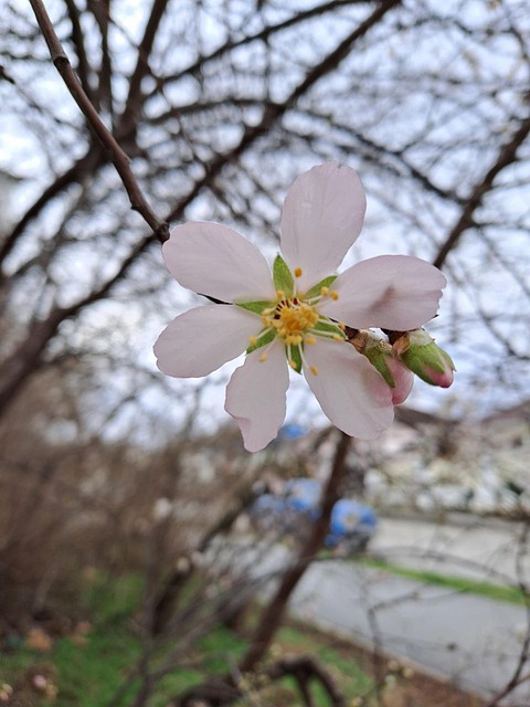 Free Almond Spring Flowers photo and picture