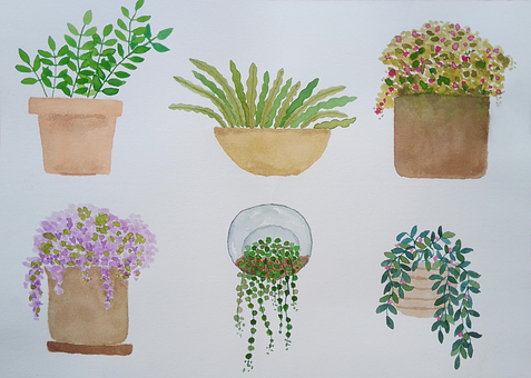 Akvarell, Potteplanter, Anlegg