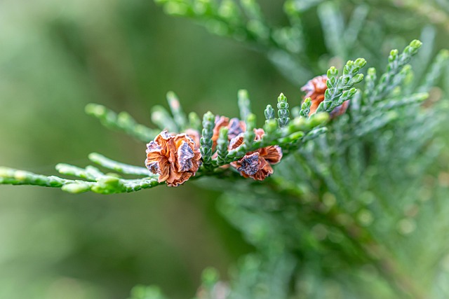 Conifer Needles Close Up - Free photo on Pixabay