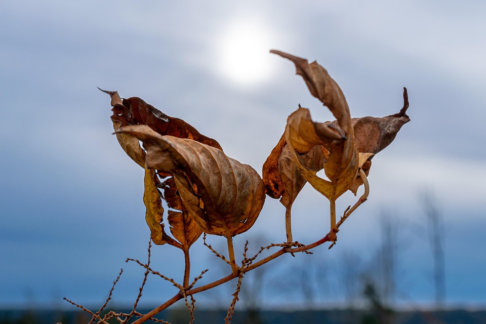 Fall Backlighting Withered Leaves - Free photo on Pixabay - Pixabay