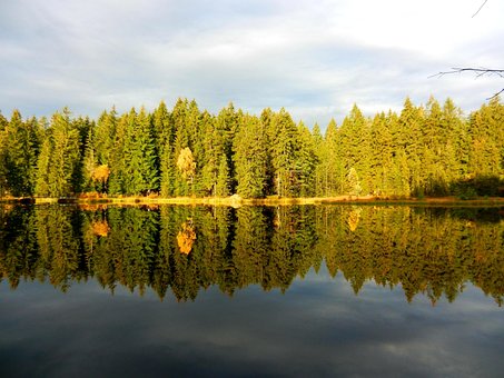 Natur, Landskab, Sø, Vand, Træ