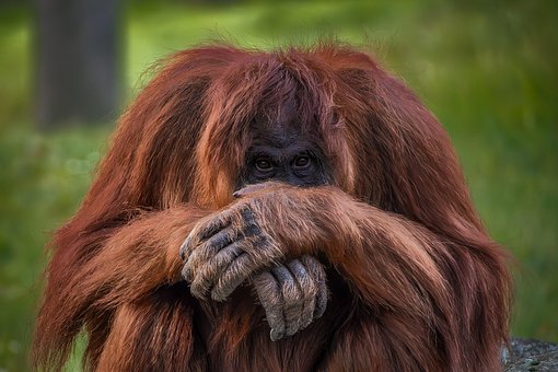 Animal, Macaco, Primata, Mamífero