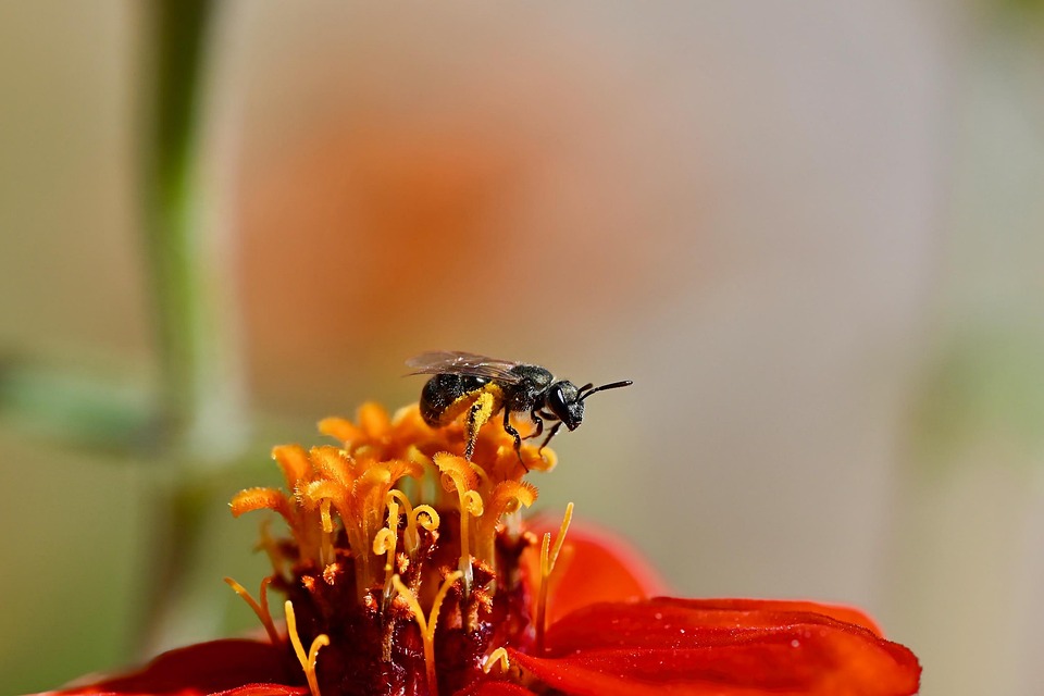 Insect Pollinator Flower - Free photo on Pixabay - Pixabay