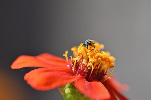 Insekt, Bestäuber, Blume, Natur, Garten