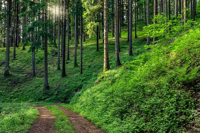 Baden-Wurtemberg, Alemania, Schwarzwald