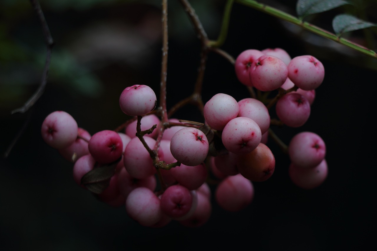 Beeren Herbstbeeren Rosa - Kostenloses Foto auf Pixabay - Pixabay