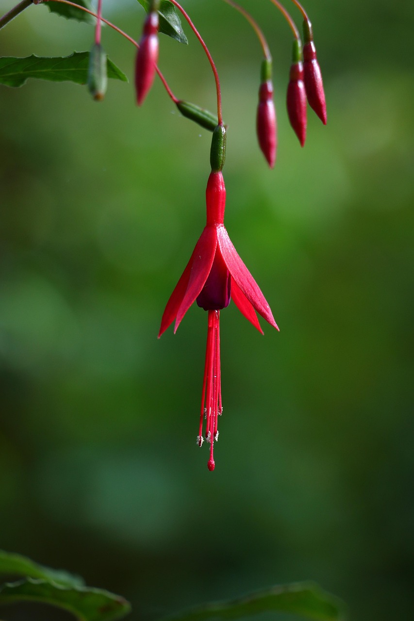 Flower Petals Fuchsia Magellanica Free photo on Pixabay Pixabay