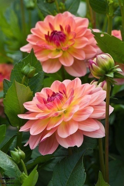 Free Nature Plant photo and picture
