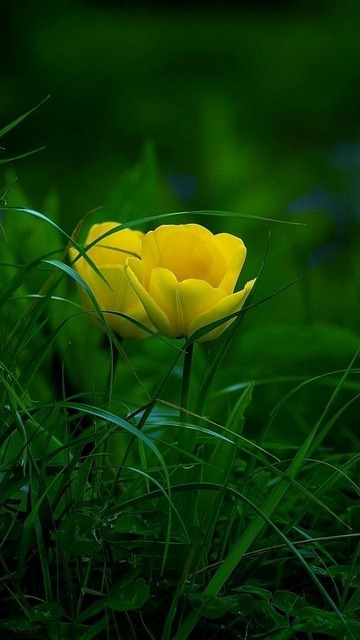 Free Flower Plant photo and picture