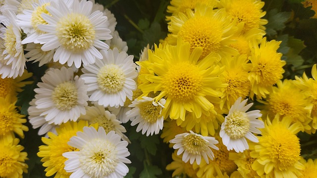 Free Chrysanthemum Yellow photo and picture