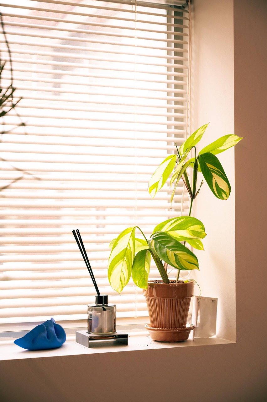 Potted Plant Flower Free photo on