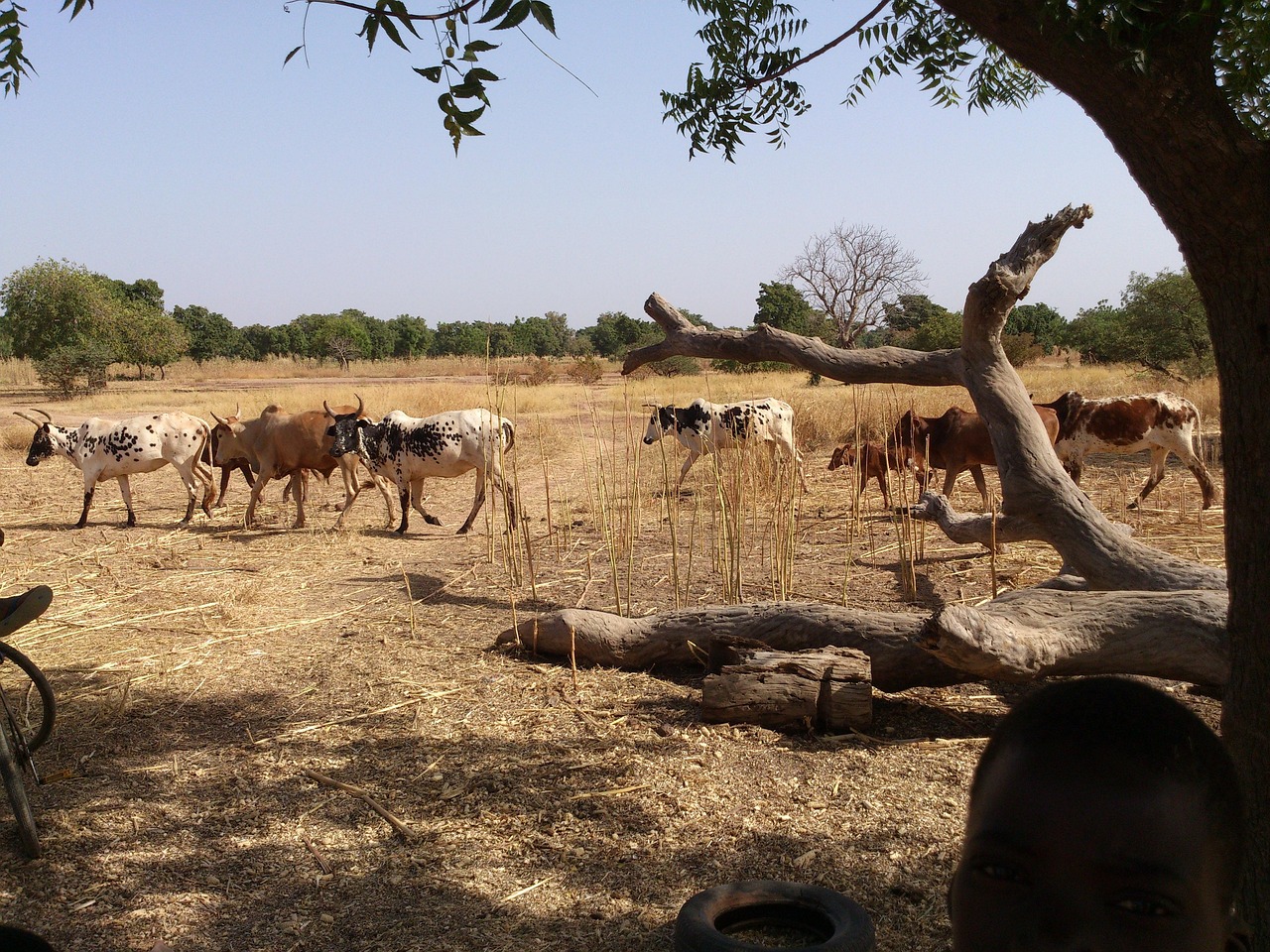 Burkina Faso Cows Barren Free photo on Pixabay Pixabay