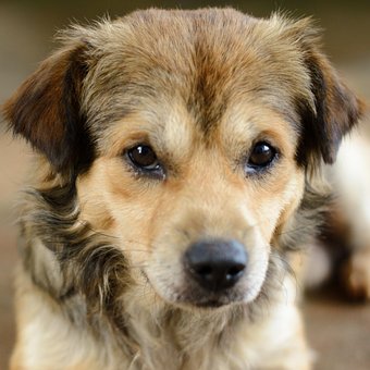 Free Dog Happy photo and picture