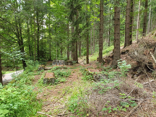 Free Mountains Owl Sudetes photo and picture