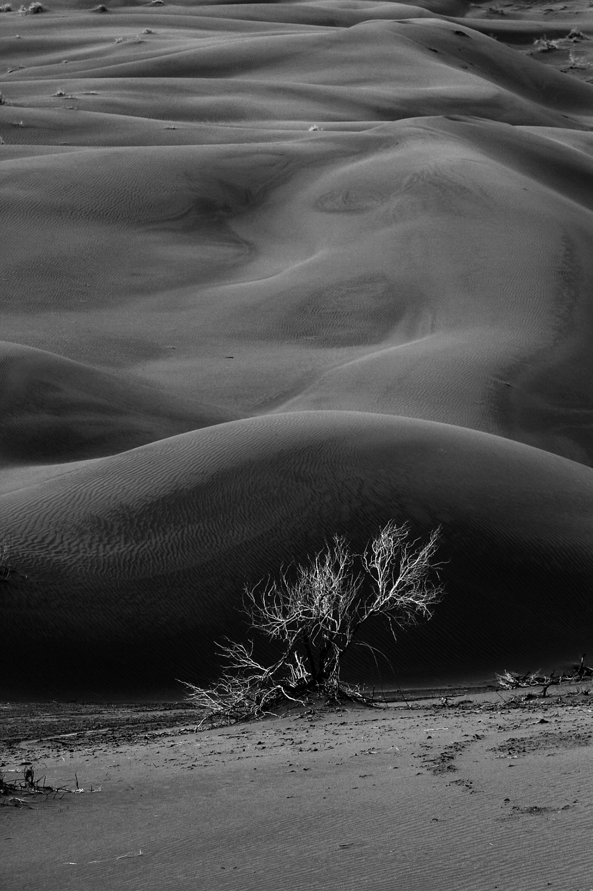 Black And White Desert Grass Free photo on Pixabay Pixabay