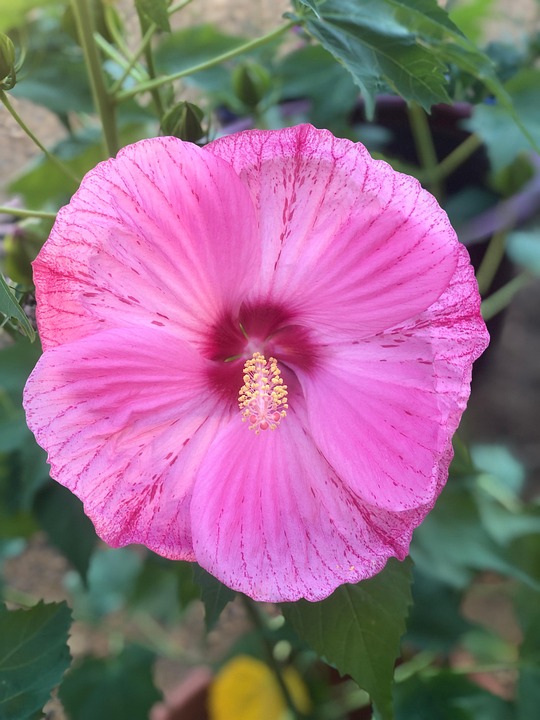 hibiscus-8355296_960_720.jpg