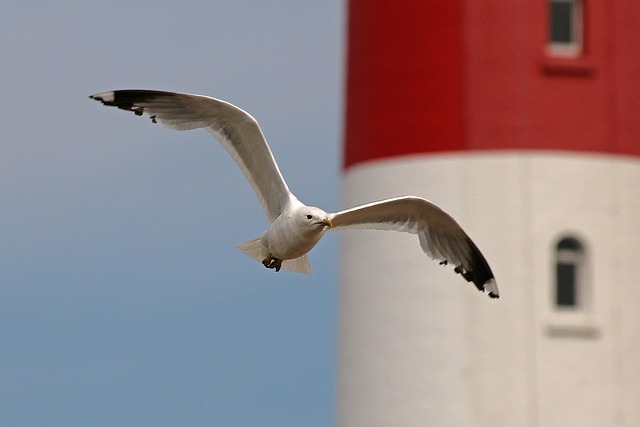 Free Bird Gull photo and picture