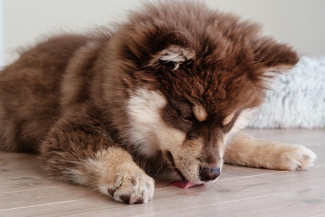 Free Finnish Lapphund Dog photo and picture