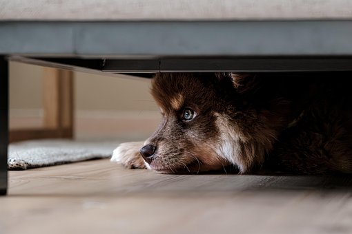 Free Finnish Lapphund Dog photo and picture