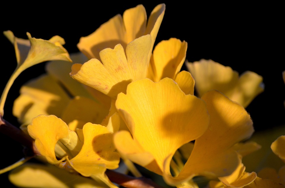 Ginkgo Yellow Leaves Tree - Free photo on Pixabay