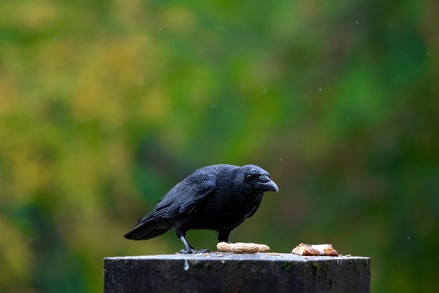 Animal, Víspera De Todos Los Santos