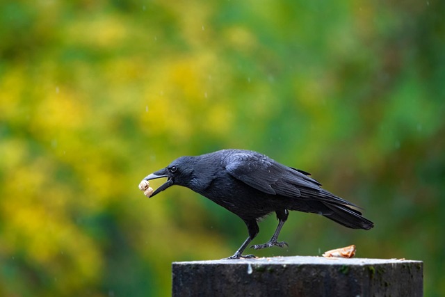 Cuervo, Pájaro, Animal, Plumas, Plumaje