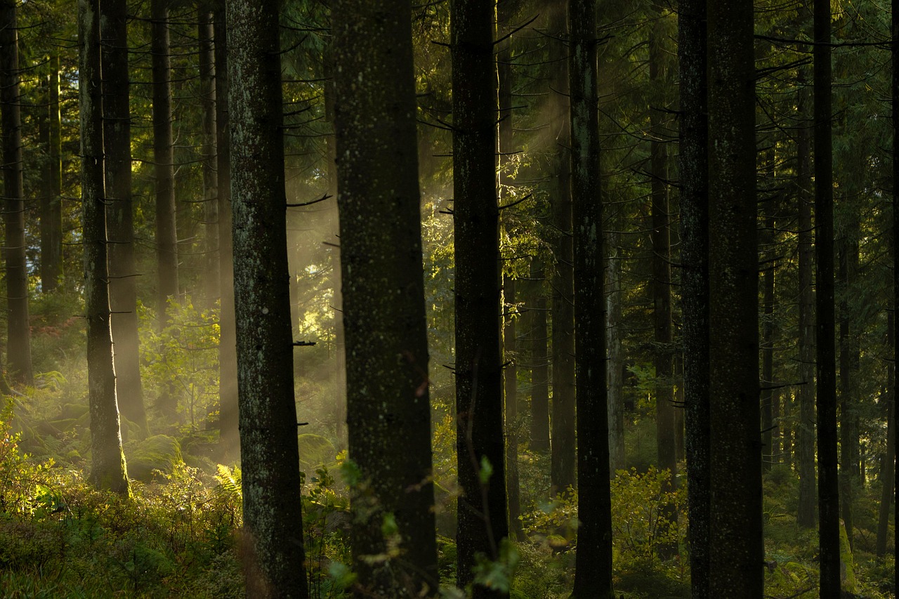 Forest - free online jigsaw puzzle photo