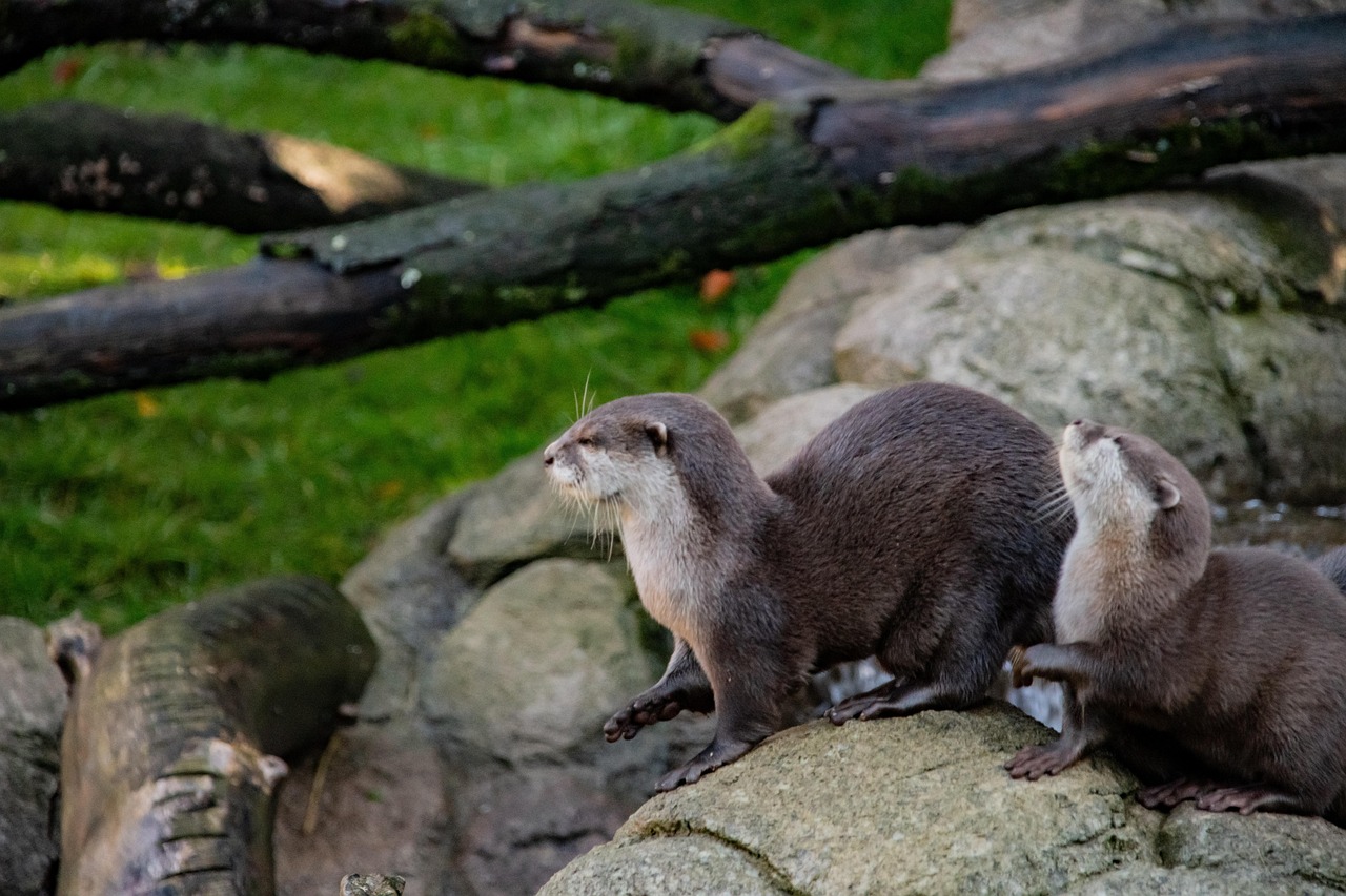 Wildlife Park Black Mountains Free photo on Pixabay Pixabay