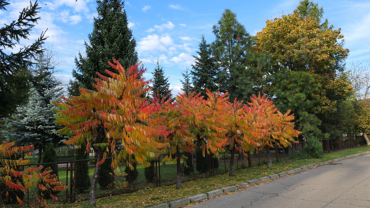 Sumac Tree In Autumn Acetic Sumac Tree Autumn - Free photo on Pixabay - Pixabay