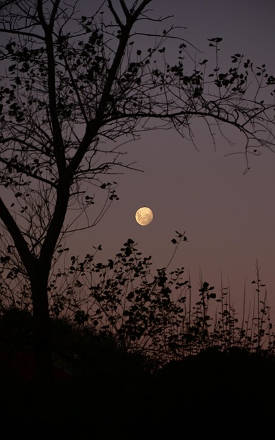 Free Moon Night photo and picture